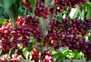Thị trường c&agrave;ph&ecirc; thế giới dự b&aacute;o sẽ tiếp tục được gi&aacute; trong năm 2017