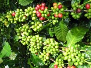 B&aacute;o c&aacute;o thị trường c&agrave; ph&ecirc;