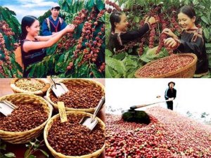 Gi&aacute; c&agrave; ph&ecirc; cao kỷ lục, xu hướng tăng sẽ k&eacute;o d&agrave;i sang những th&aacute;ng đầu năm 2024