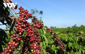 Dự trữ c&agrave; ph&ecirc; của Việt Nam thu hẹp, đe doạ tăng gi&aacute; c&agrave; ph&ecirc; to&agrave;n cầu