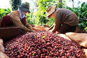 Xuất khẩu c&agrave; ph&ecirc; hướng tới mục ti&ecirc;u 3 tỷ USD