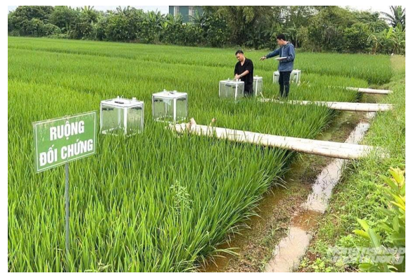 C&aacute;c c&aacute;nh đồng l&uacute;a của Việt Nam cần những ch&iacute;nh s&aacute;ch khuyến kh&iacute;ch tốt hơn