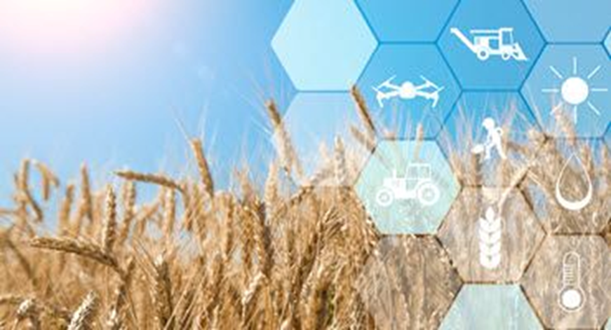 C&aacute;c gen l&uacute;a m&igrave; hoang dại c&oacute; khả năng kh&aacute;ng bệnh Fusarium gần 70%