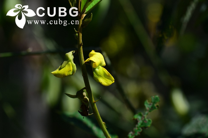 C&aacute;c loại c&acirc;y họ đậu nhiệt đới ph&aacute;t triển tốt hơn khi c&oacute; c&aacute;c lo&agrave;i c&acirc;y kh&aacute;c ở b&ecirc;n cạnh trong điều kiện thiếu hụt phốt pho