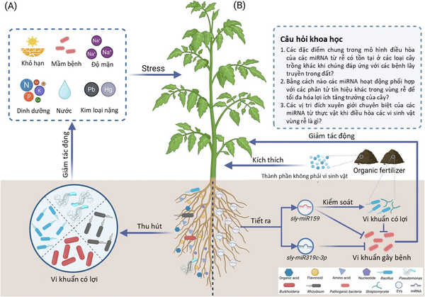 C&aacute;c microRNA (miRNA) thực vật gi&uacute;p thu h&uacute;t c&aacute;c vi sinh vật c&oacute; lợi: Tiềm năng cho nền n&ocirc;ng nghiệp bền vững