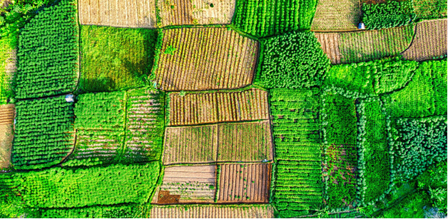 C&aacute;c m&ocirc; h&igrave;nh quản l&yacute; dịch bệnh th&ocirc;ng minh hướng tới tương lai an ninh lương thực