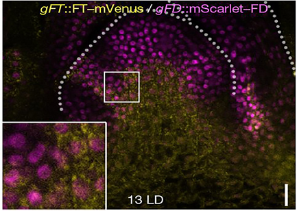 Các nhà khoa học khám phá vai trò mới của protein florigen trong quá trình ra hoa
