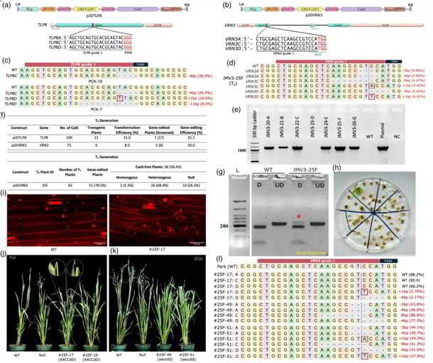 Các nhà khoa học lần đầu tiên chỉnh sửa thành công DNA của cây yến mạch, cho phép phát triển giống yến mạch chống chịu biến đổi khí hậu
