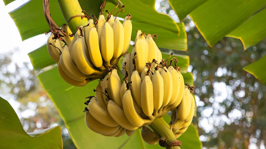 C&aacute;c nh&agrave; khoa học ph&aacute;t hiện một gen c&oacute; thể cứu chuối khỏi bệnh Panama nguy hiểm