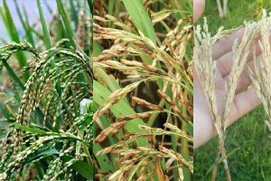 Ph&acirc;n lập v&agrave; nghi&ecirc;n cứu đa dạng di truyền nấm Curvularia lunata g&acirc;y bệnh lem l&eacute;p hạt l&uacute;a