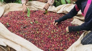 Gi&aacute; c&agrave; ph&ecirc; h&ocirc;m nay, ng&agrave;y 9/8/2023: Gi&aacute; c&agrave; ph&ecirc; trong nước cao nhất 68.000 đồng/kg
