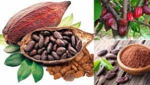 Gi&aacute; ca cao tăng gần kỷ lục 50 năm qua 