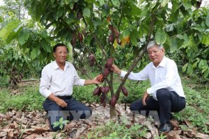 Ca cao tăng gi&aacute; gấp đ&ocirc;i