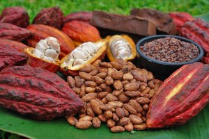 Rang hạt cacao c&oacute; thể giữ được lợi &iacute;ch về sức khỏe v&agrave; hương vị của s&ocirc;c&ocirc;la