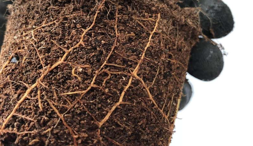 C&aacute;ch h&agrave;ng r&agrave;o rễ bị ph&aacute; vỡ để cho vi khuẩn c&oacute; lợi x&acirc;m nhập v&agrave;o thực vật