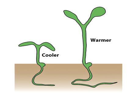 C&aacute;ch thức một &ldquo;bộ điều nhiệt&rdquo; nội tại của c&acirc;y gi&uacute;p định hướng sự ph&aacute;t triển của rễ trong điều kiện nhiệt độ kh&oacute; đo&aacute;n