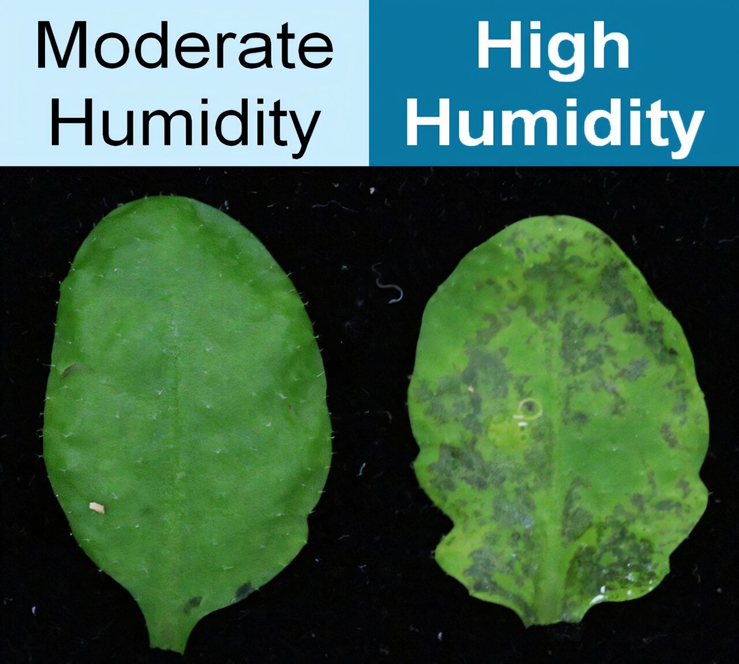 C&aacute;ch thực vật chống lại vi khuẩn g&acirc;y &uacute;ng nước tr&ecirc;n l&aacute;