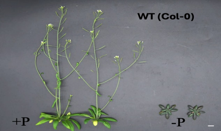 Cách thực vật quyết định thời điểm ra hoa: Khám phá phản ứng với phốt pho