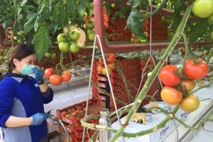 Nh&agrave; k&iacute;nh trồng c&agrave; chua bằng nước biển đầu ti&ecirc;n tr&ecirc;n thế giới