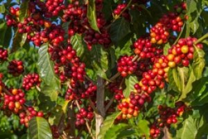 Kim ngạch xuất khẩu c&agrave; ph&ecirc; tăng trong th&aacute;ng đầu năm