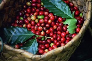Thị trường c&agrave; ph&ecirc; tuần 15 (10/4 &ndash; 15/4/2017): Gi&aacute; hầu hết giảm