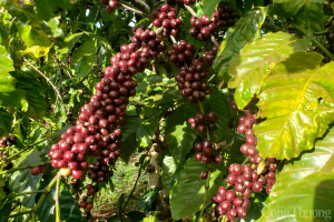 Gi&aacute; c&agrave; ph&ecirc; h&ocirc;m nay 24/10: Gi&aacute; c&agrave; ph&ecirc; trong nước cao nhất 43.600 đồng/kg