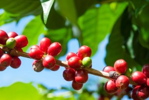Dự b&aacute;o gi&aacute; c&agrave; ph&ecirc; sẽ duy tr&igrave; ở mức cao trong thời gian tới