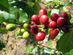Xuất khẩu c&agrave; ph&ecirc; c&aacute;n mốc 2,4 tỷ USD, gi&aacute; b&aacute;n lập đỉnh mới