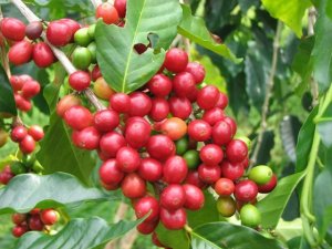 TT c&agrave; ph&ecirc; ng&agrave;y 29/8: Tăng phi&ecirc;n thứ hai li&ecirc;n tiếp l&ecirc;n mức 32.700 &ndash; 33.800 đồng/kg