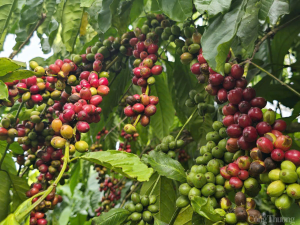 Gi&aacute; c&agrave; ph&ecirc; trong nước ng&agrave;y 2/1/2025 giảm c&ograve;n 119.400 đồng/kg