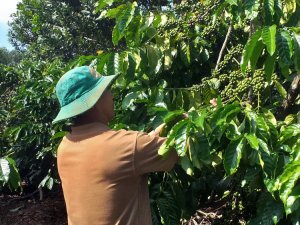 Doanh nghiệp c&agrave; ph&ecirc; lực bất t&ograve;ng t&acirc;m: &ldquo;T&ocirc;i để liều, chết cũng chịu&rdquo;