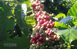 Cơ hội v&agrave; th&aacute;ch thức với n&ocirc;ng sản Việt Nam khi EVFTA được thực thi