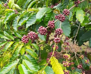 N&ocirc;ng sản xuất khẩu tăng tốc c&ugrave;ng EVFTA