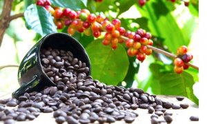 Thị trường c&agrave; ph&ecirc;: Tăng trưởng trong gian nan nhưng vẫn mở ra nhiều cơ hội 