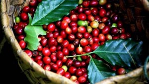 Gi&aacute; c&agrave; ph&ecirc; ng&agrave;y 4/4: Duy tr&igrave; ổn định 