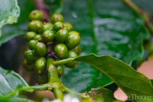 Gi&aacute; c&agrave; ph&ecirc; h&ocirc;m 04/12: Gi&aacute; c&agrave; ph&ecirc; trong nước giảm trở lại