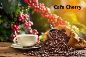 Sản lượng c&agrave; ph&ecirc; to&agrave;n cầu tăng 6,6 triệu bao trong ni&ecirc;n vụ 2022-2023