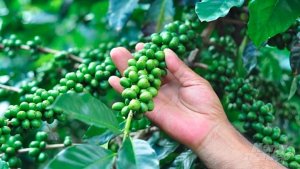 Gi&aacute; c&agrave; ph&ecirc; h&ocirc;m 1/2/2023: Cao nhất ở mức 42.500 đ/kg 