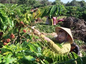 C&agrave; ph&ecirc; Việt Nam: N&acirc;ng cao chất lượng để gia tăng gi&aacute; trị xuất khẩu 