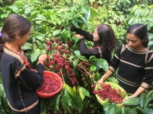 Gi&aacute; c&agrave; ph&ecirc; h&ocirc;m nay 9/9/2024: Xuất khẩu c&agrave; ph&ecirc; to&agrave;n cầu tăng mạnh &aacute;p lực l&ecirc;n gi&aacute; c&agrave; ph&ecirc;