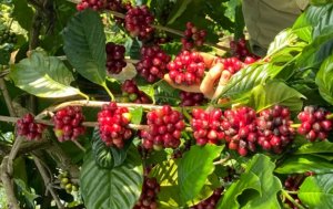 Gi&aacute; c&agrave; ph&ecirc; h&ocirc;m nay 18/9/2024: Thị trường ti&ecirc;u thụ thuận lợi, xuất khẩu c&agrave; ph&ecirc; sẽ tiếp tục bứt ph&aacute;