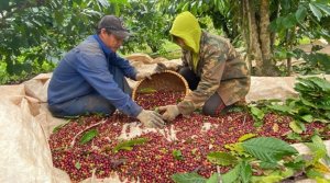 Thị trường c&agrave; ph&ecirc; th&aacute;ng 8/2024: T&igrave;nh h&igrave;nh khan hiếm nguồn cung c&oacute; thể t&aacute;i diễn v&agrave;o năm tới