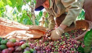 Xuất khẩu c&agrave; ph&ecirc;: Kỷ lục nối tiếp kỷ lục