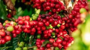 Dự b&aacute;o gi&aacute; c&agrave; ph&ecirc; ng&agrave;y 1/11/2024: Tăng nhẹ do nhu cầu t&iacute;ch cực từ thị trường