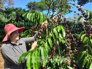 Gi&aacute; c&agrave; ph&ecirc; thế giới tăng tuần thứ ba li&ecirc;n tiếp