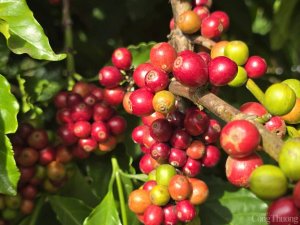 Gi&aacute; c&agrave; ph&ecirc; h&ocirc;m nay 9/12/2024: Gi&aacute; c&agrave; ph&ecirc; trong nước vẫn tiếp tục tăng