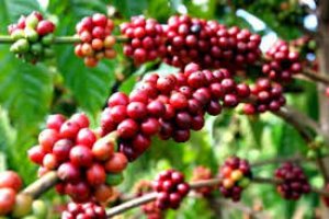 Dự b&aacute;o gi&aacute; c&agrave; ph&ecirc; tuần từ 21/8 - 26/8