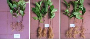 Nghi&ecirc;n cứu một số biện ph&aacute;p xử l&yacute; c&acirc;y con trong giai đoạn vườn ươm để sản xuất c&acirc;y giống c&agrave; ph&ecirc; sạch bệnh