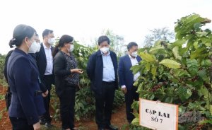 VnSAT thay đổi bộ mặt ng&agrave;nh h&agrave;ng c&agrave; ph&ecirc; Việt Nam 