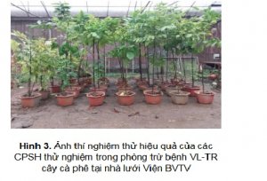 Đ&aacute;nh gi&aacute; hiệu quả ph&ograve;ng trừ bệnh v&agrave;ng l&aacute; thối rễ c&acirc;y c&agrave; ph&ecirc; ở Việt Nam của c&aacute;c chế phẩm sinh học mới trong điều kiện nh&agrave; lưới.